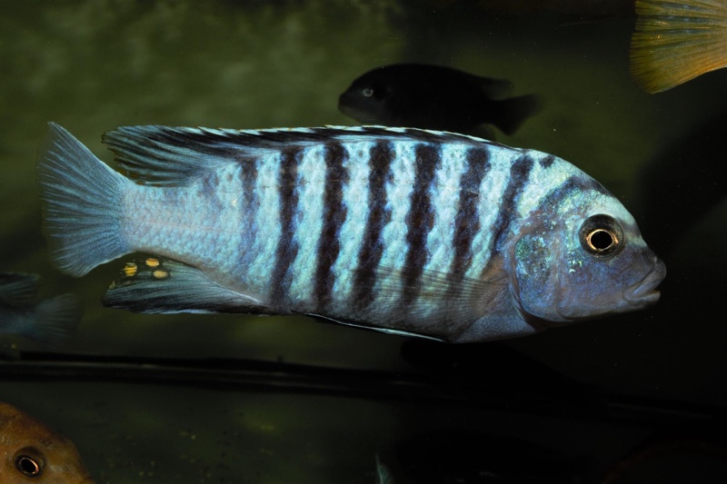 Maylandia phaeos 'Hai Reef'